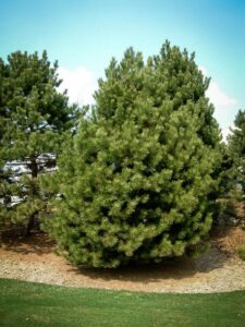 Сосна Чёрная (Pinus Nigra) купить по цене от 270.00р. в интернет-магазине «Посадика» с доставкой почтой в в Батайске и по всей России – [изображение №1].