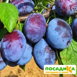 Слива Чачакская ранняя купить по цене от 229.00р. в интернет-магазине «Посадика» с доставкой почтой в в Батайске и по всей России – [изображение №1].