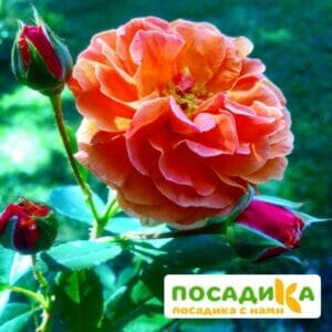 Роза Арабия купить по цене от 350.00р. в интернет-магазине «Посадика» с доставкой почтой в в Батайске и по всей России – [изображение №1].