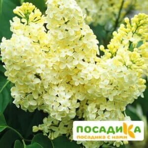 Сирень Примроуз (Primrose) купить по цене от 529.00р. в интернет-магазине «Посадика» с доставкой почтой в в Батайске и по всей России – [изображение №1].