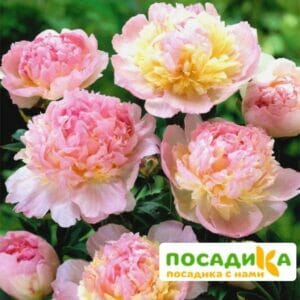 Пион Распберри Сандей (Paeonia Raspberry Sundae) купить по цене от 959р. в интернет-магазине «Посадика» с доставкой почтой в в Батайске и по всей России – [изображение №1].