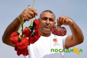 Клубника Гигант Джорнея купить по цене от 266р. в интернет-магазине «Посадика» с доставкой почтой в в Батайске и по всей России – [изображение №1].