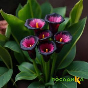 Калла Аура Лейс купить по цене от 400р. в интернет-магазине «Посадика» с доставкой почтой в в Батайске и по всей России – [изображение №1].