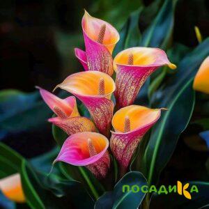 Калла Оникс купить по цене от 450р. в интернет-магазине «Посадика» с доставкой почтой в в Батайске и по всей России – [изображение №1].