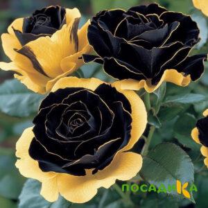Роза Ханни Сикл купить по цене от 700р. в интернет-магазине «Посадика» с доставкой почтой в в Батайске и по всей России – [изображение №1].