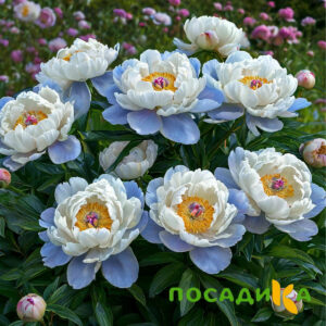 Пион акварельный Этюд купить по цене от 806р. в интернет-магазине «Посадика» с доставкой почтой в в Батайске и по всей России – [изображение №1].