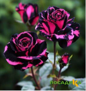 Роза Багровый Шепот купить по цене от 366р. в интернет-магазине «Посадика» с доставкой почтой в в Батайске и по всей России – [изображение №1].