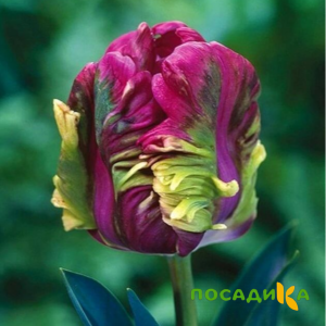 Тюльпан Экзотик Хэвен купить по цене от 186р. в интернет-магазине «Посадика» с доставкой почтой в в Батайске и по всей России – [изображение №1].