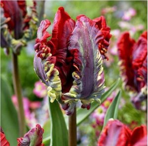 Тюльпан Рококо купить по цене от 350р. в интернет-магазине «Посадика» с доставкой почтой в в Батайске и по всей России – [изображение №1].