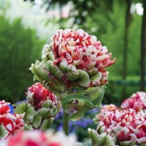 Тюльпан Дабл Флеминг Берд купить по цене от 249р. в интернет-магазине «Посадика» с доставкой почтой в в Батайске и по всей России – [изображение №1].